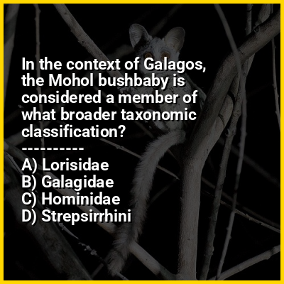 In the context of Galagos, the Mohol bushbaby is considered a member of what broader taxonomic classification?